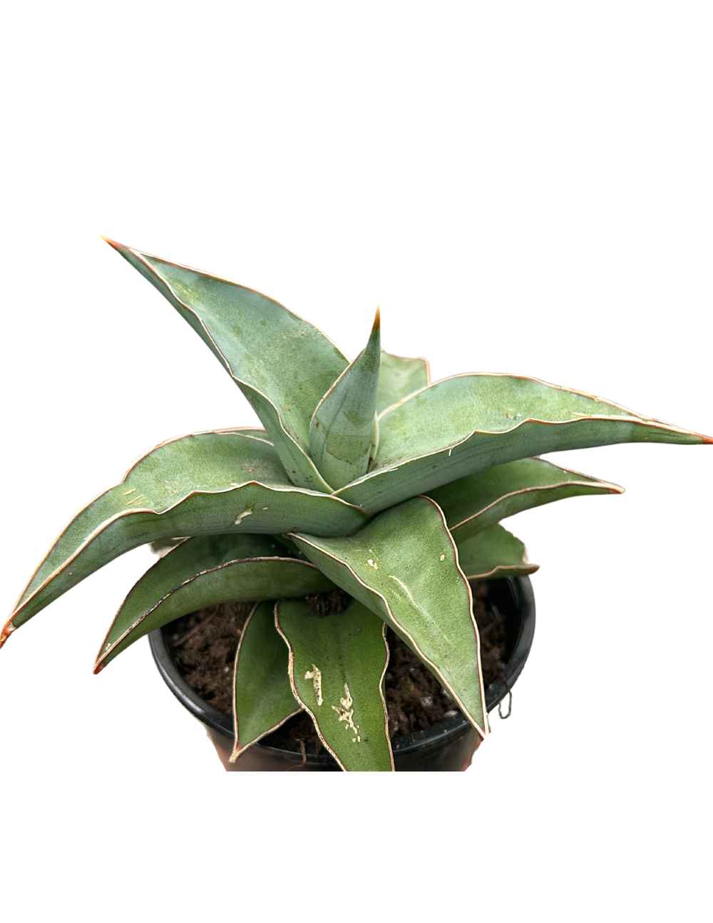サンスベリア ブルーキュ斑入 Sansevieria Blue Kew Untitled+design+(41).png?